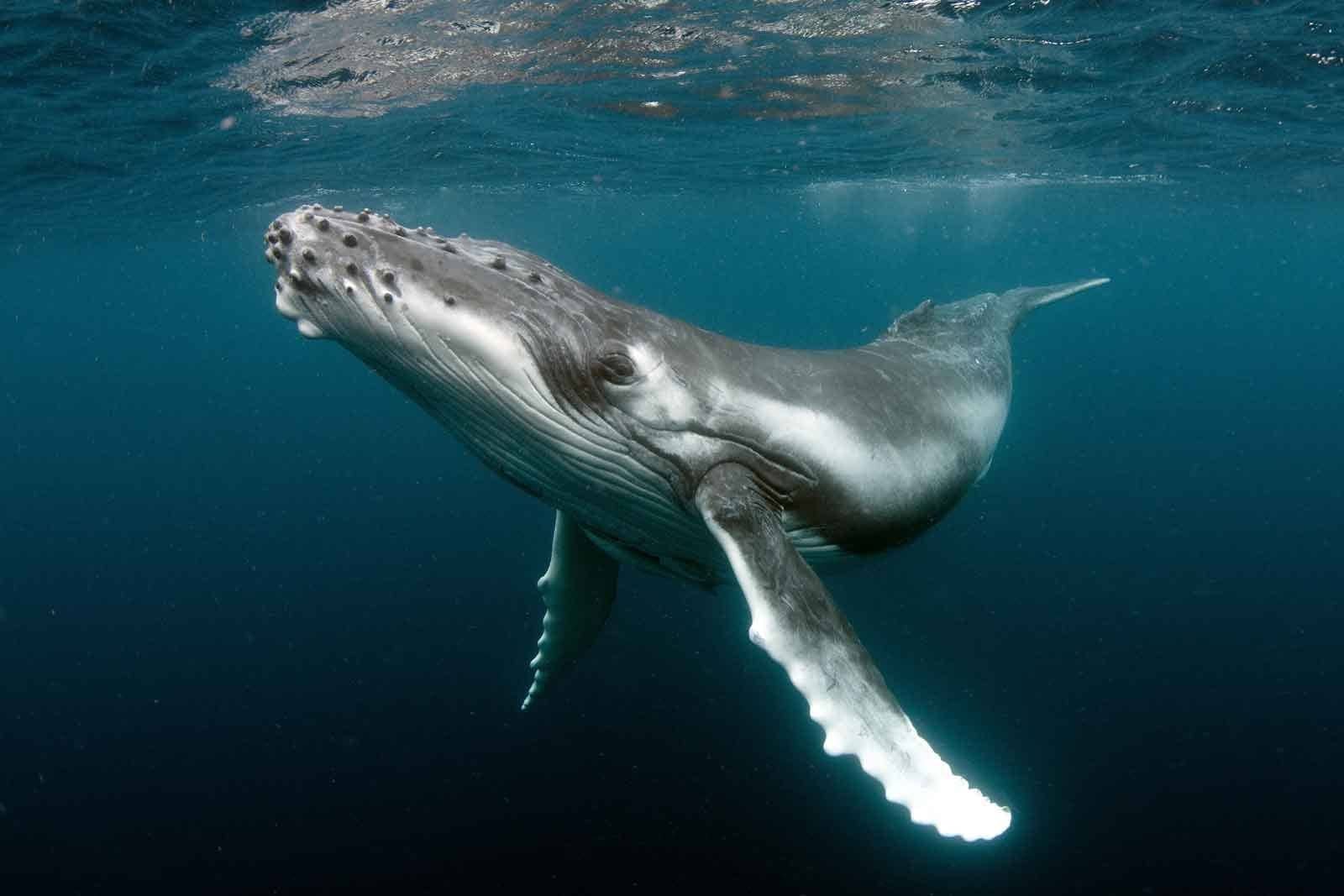 A humpback whale swimming under water.