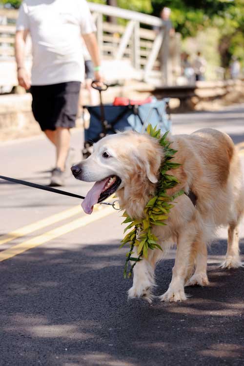 Happy old dog at the Koloa Plantation Days parade
